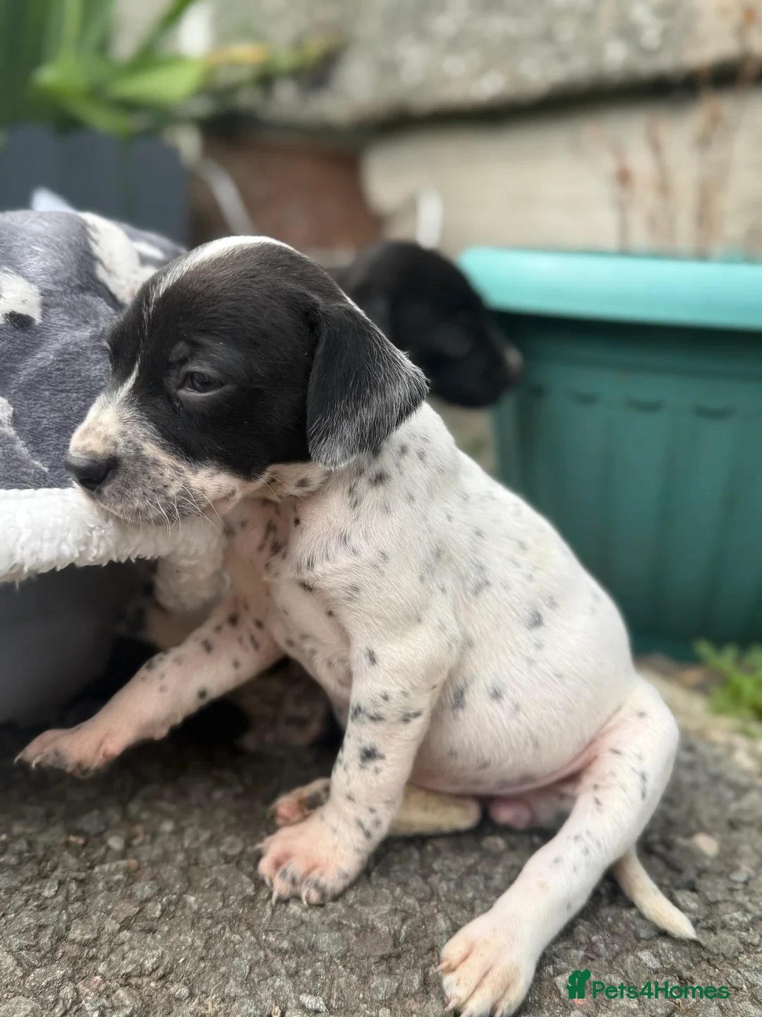 Mixed Breed dogs for sale: Adorable Dalmatian X Welsh Collie - Advert 2