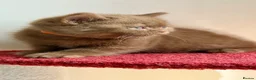 British Shorthair cats for sale: BSH show quality cinnamon kittens  - Advert 10