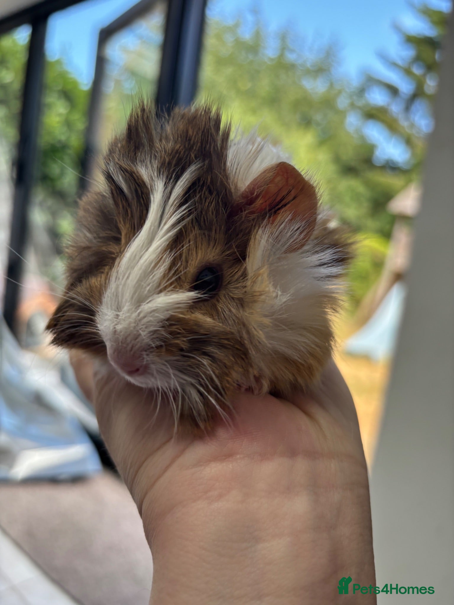 Guinea Pig rodents  Baby guinea pigs - Advert 11