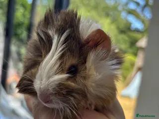 Guinea Pig rodents Baby guinea pigs x1 boy only left - Advert 2