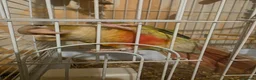 Conures birds for sale: Pineapple conure  in Hull - Advert 5