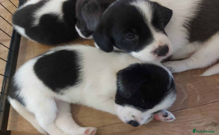 Mixed Breed dogs - Advert 1
