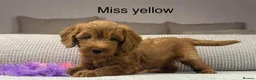 Labradoodle dogs for sale: STUNNING DOODLE MIX. HIP ELBOW DNA TESTED LINES - Advert 19