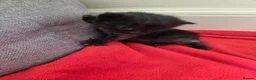 Mixed Breed cats for sale: Kittens  in Worksop - Advert 8