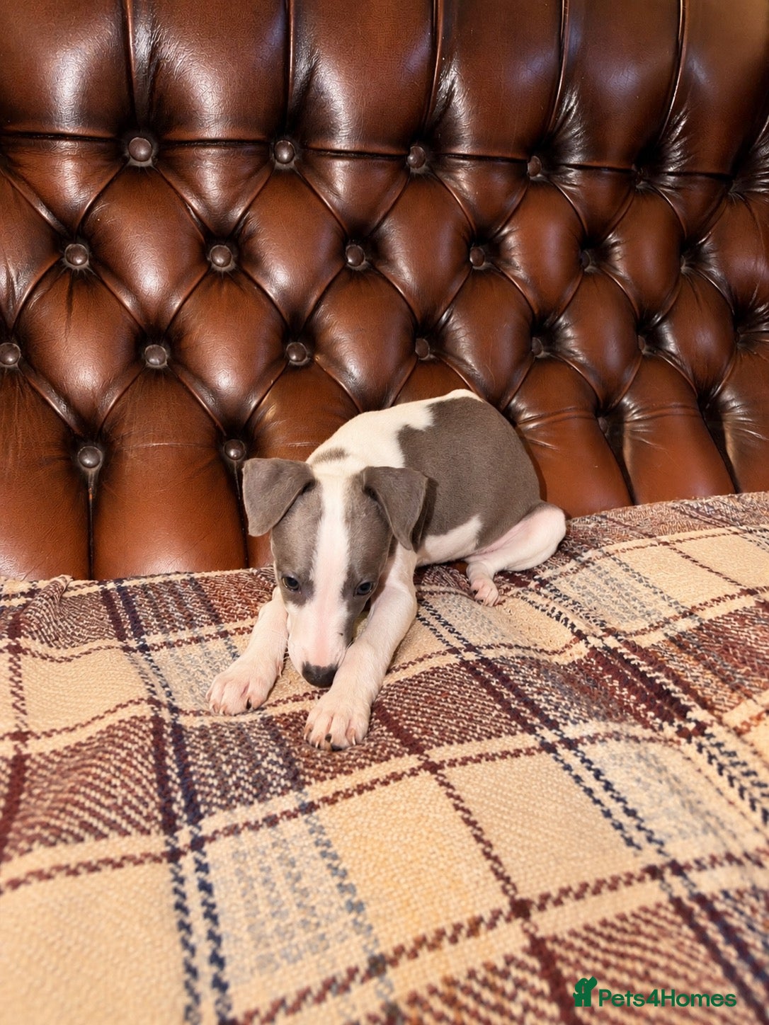 Whippet dogs ✨ EXCEPTIONAL PEDIGREE WHIPPETS  - Advert 2
