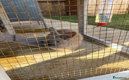 Mini Lop rabbits for sale: One mini lop available to go to a loving home  - Image 7