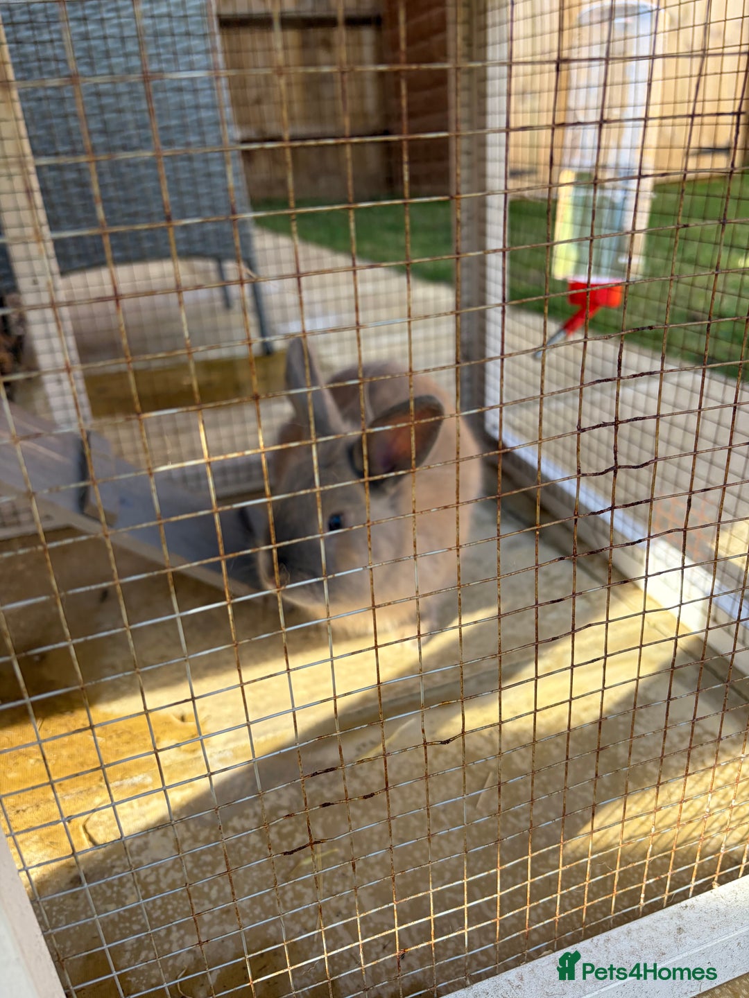 Mini Lop rabbits for sale: One mini lop available to go to a loving home  - Image 7