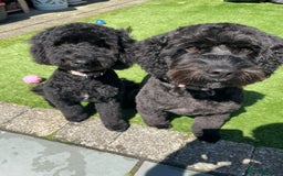 Cockapoo dogs for sale: Adorable cockapoo puppies for sale  - Image 12