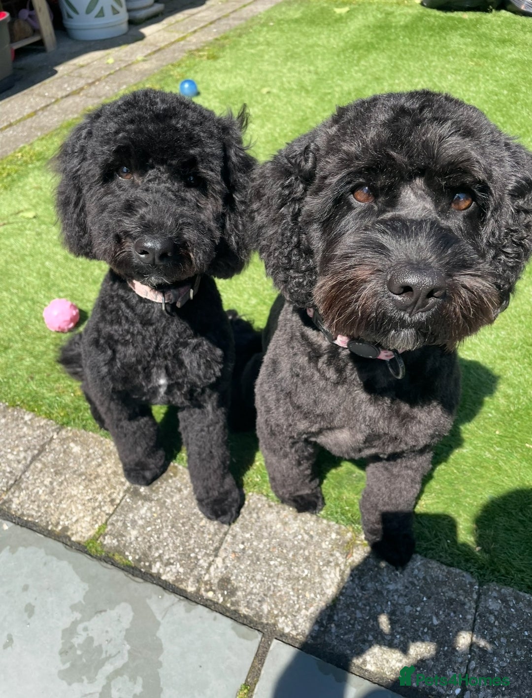 Cockapoo dogs for sale: Adorable cockapoo puppies for sale  - Image 12