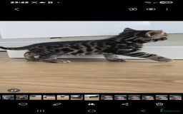 Bengal cats for sale:  Bengal with long haired blk & white kittens - Image 2