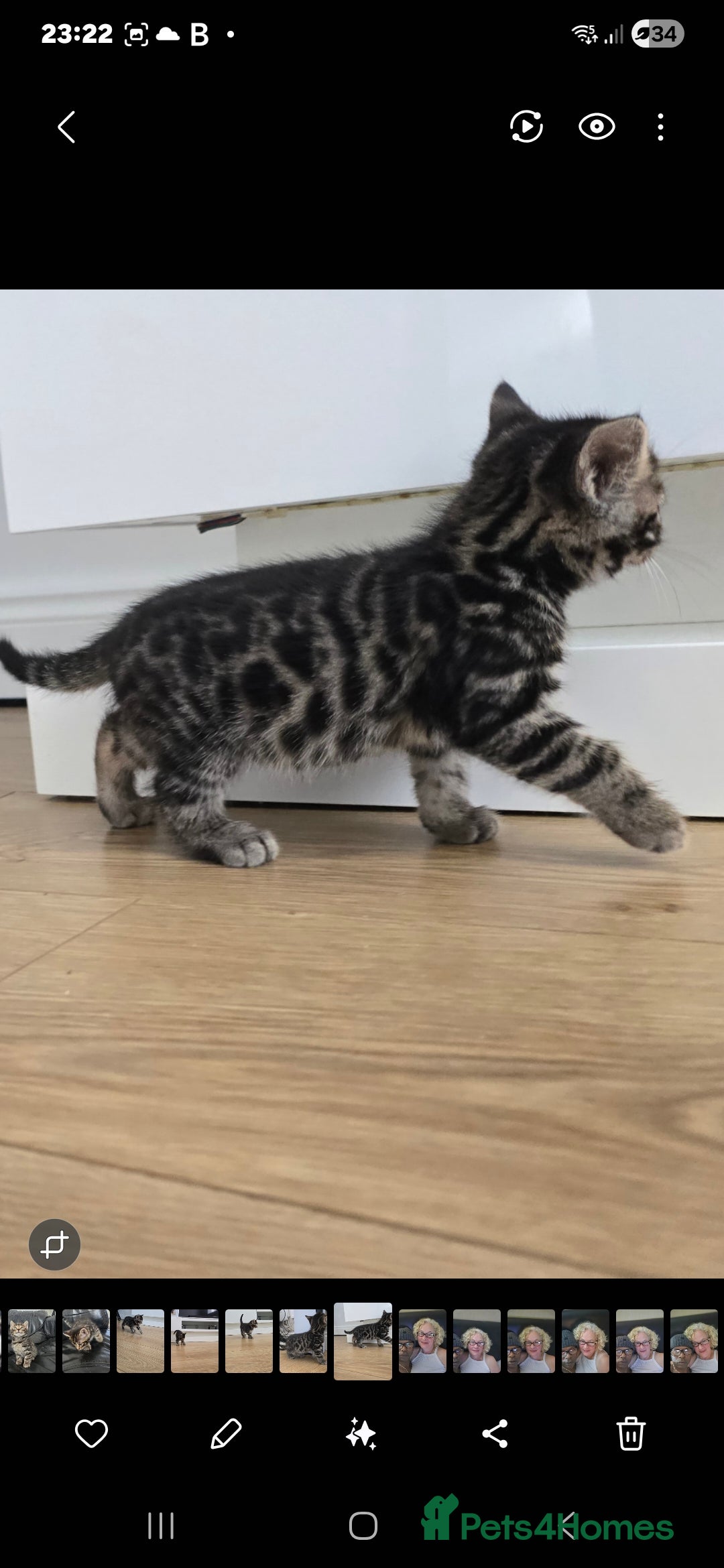 Bengal cats for sale:  Bengal with long haired blk & white kittens - Image 2