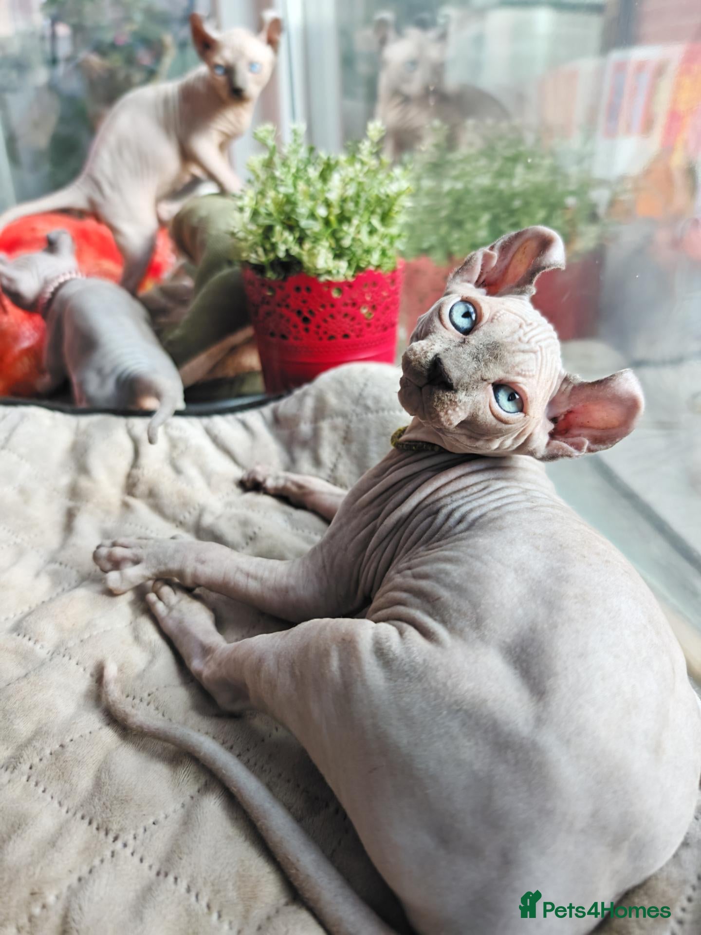 Sphynx cats Elf kittens for the best homes. READY NOW - Advert 2