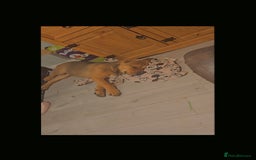 Mixed Breed dogs for sale: 5 month old bullmastiff x Dogue de Bordeaux - Image 5