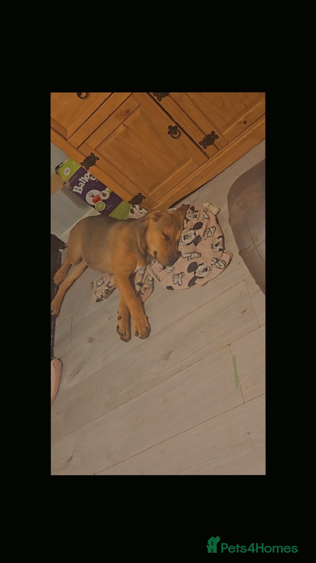 Mixed Breed dogs for sale: 5 month old bullmastiff x Dogue de Bordeaux - Image 5