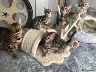 Mixed Breed cats Half Bengal. Frankie - Advert 2