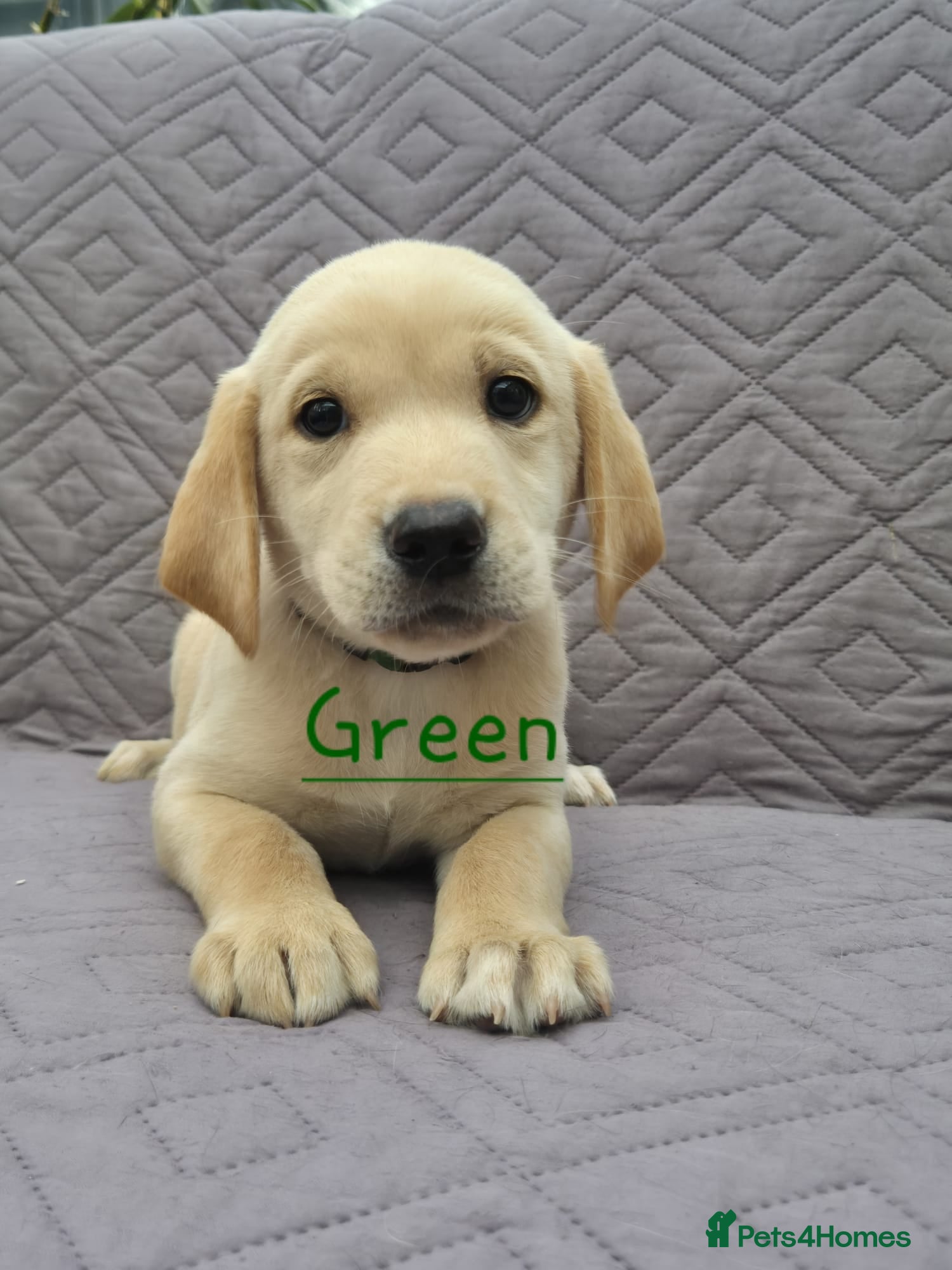 Labrador Retriever dogs Gorgeous KC registered Labrador puppies  - Advert 14