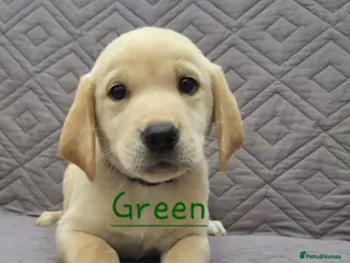Labrador Retriever dogs Gorgeous KC registered Labrador puppies - Advert 14