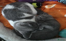 British Shorthair cats for sale: British Shorthair 1 little girl - Image 12