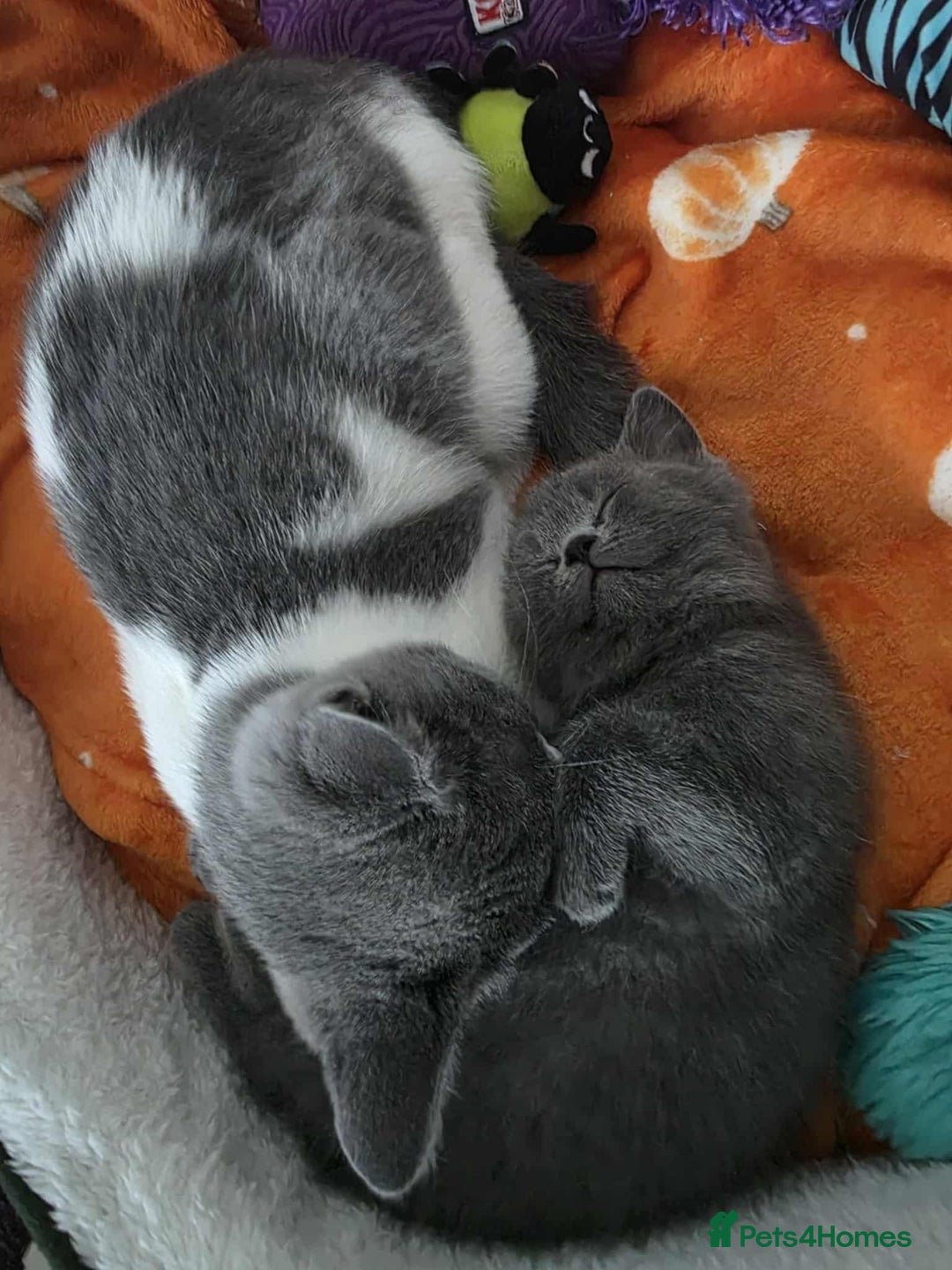 British Shorthair cats for sale: British Shorthair 1 little girl - Image 12