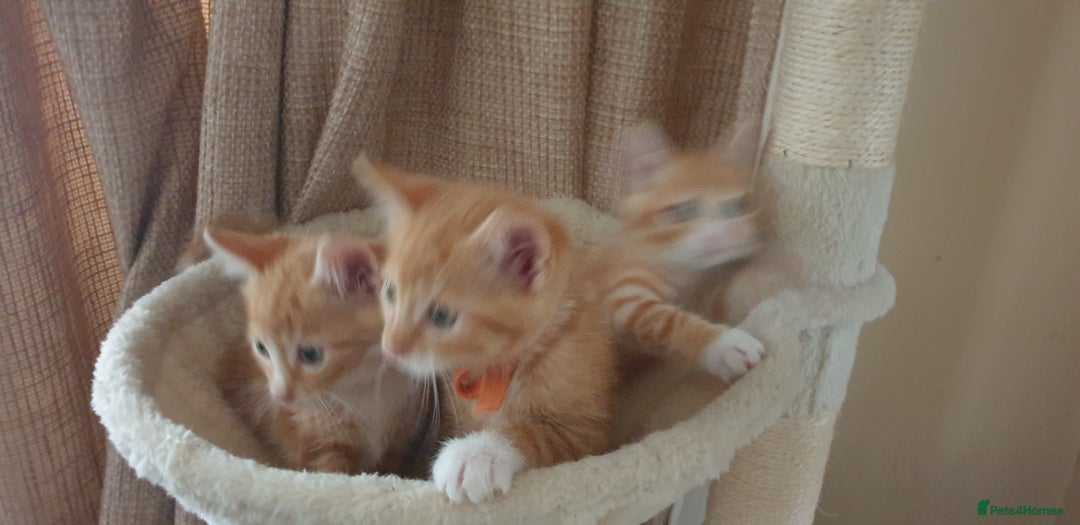Domestic Shorthair cats for sale: Ginger kittens  - Image 4
