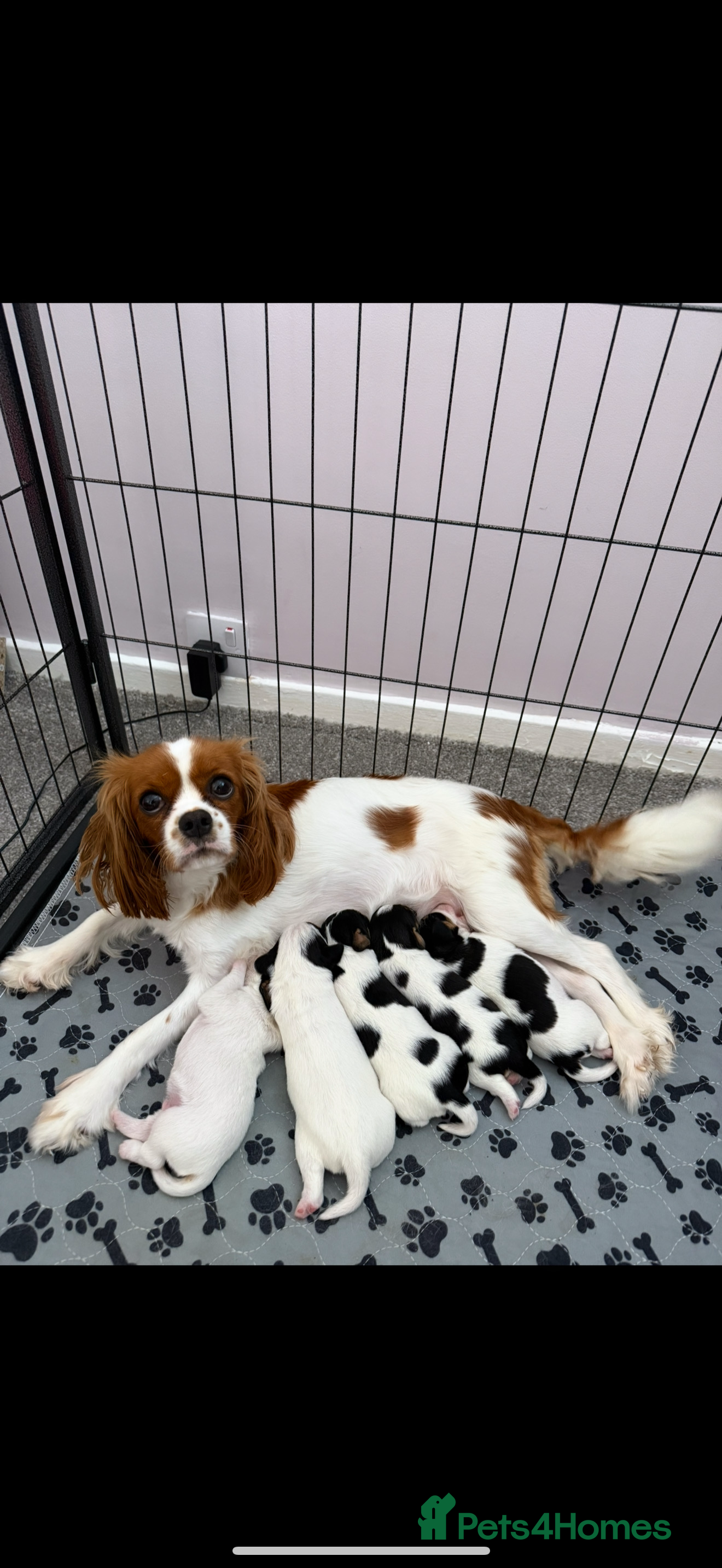 Mixed Breed dogs Cavalier King Charles cross puppies - Advert 9