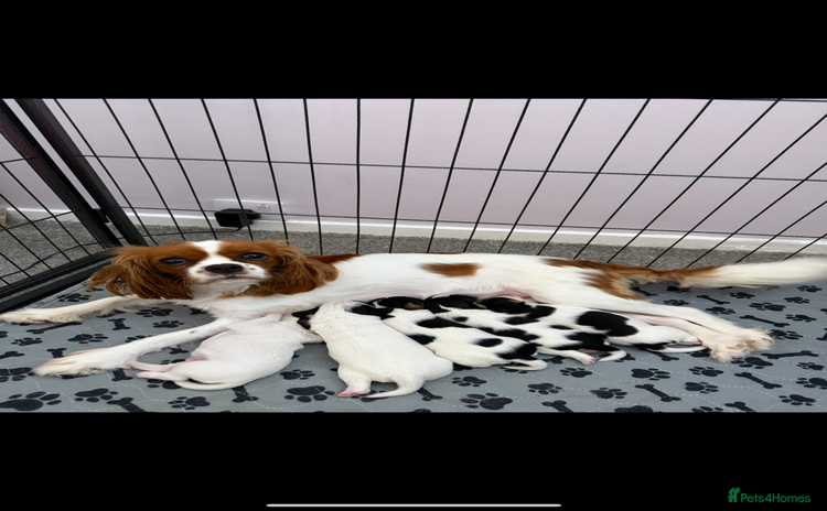 Mixed Breed dogs - Advert 8