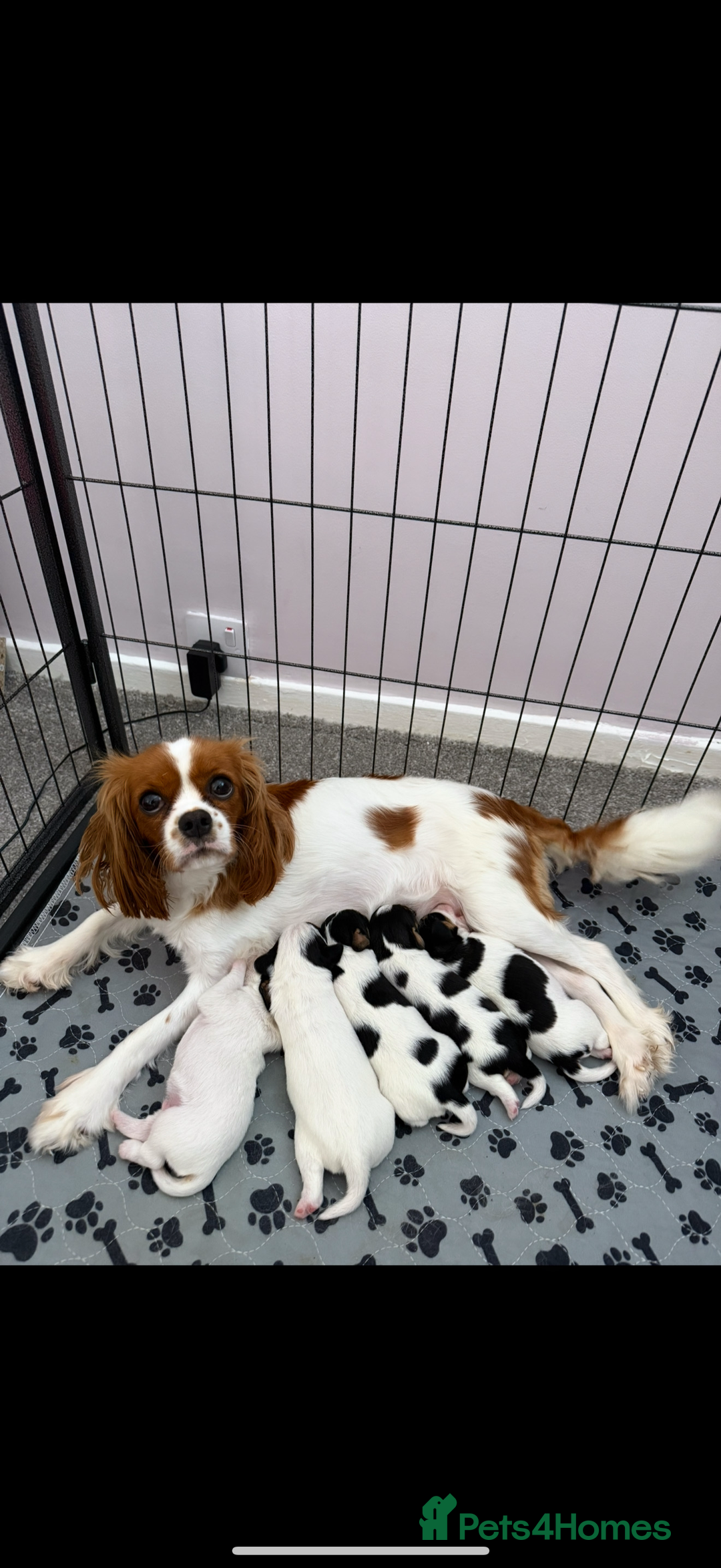 Mixed Breed dogs for sale: Cavalier King Charles cross puppies - Advert 1