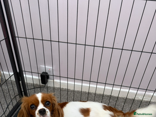 Mixed Breed dogs Cavalier King Charles cross puppies - Advert 4