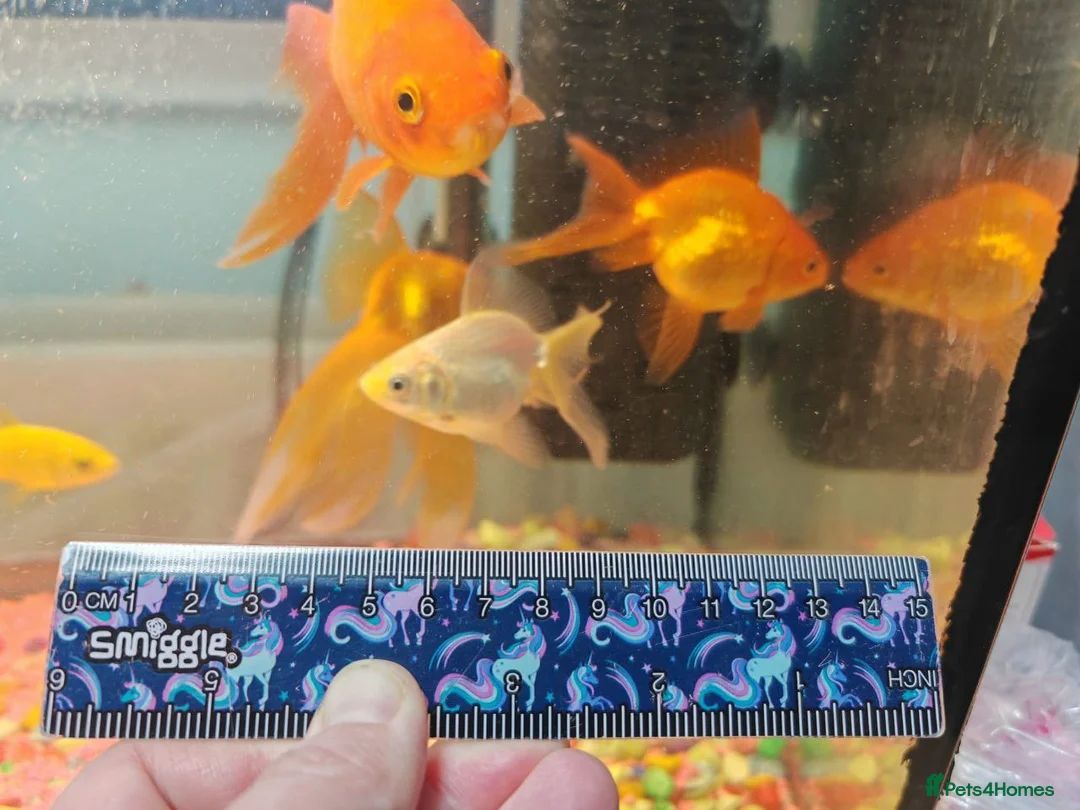 Goldfish fish for sale: Goldfish , Veiltail , Fancy, Telescope black in Glasgow - Advert 10