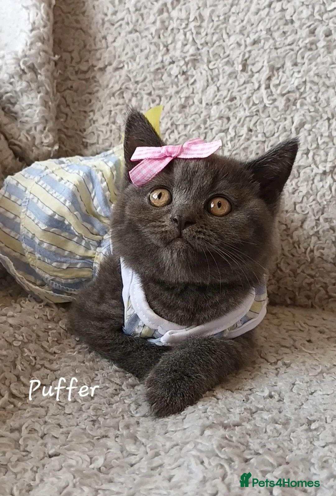 British Shorthair cats for sale: Pure British Shorthair Princess  - Advert 24