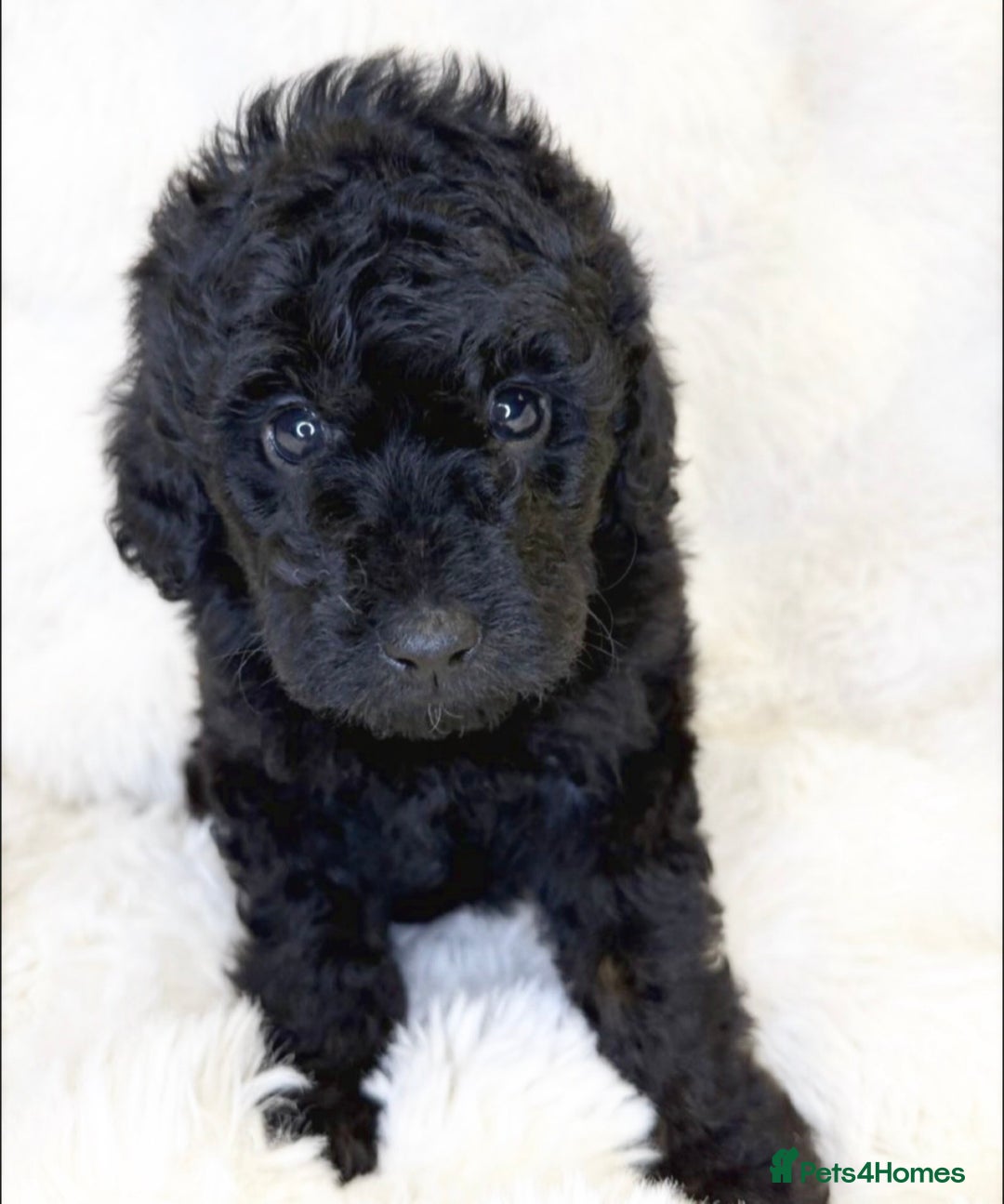 Labradoodle dogs for sale: Stunning merle miniature F1b Labradoodle puppies  - Advert 4