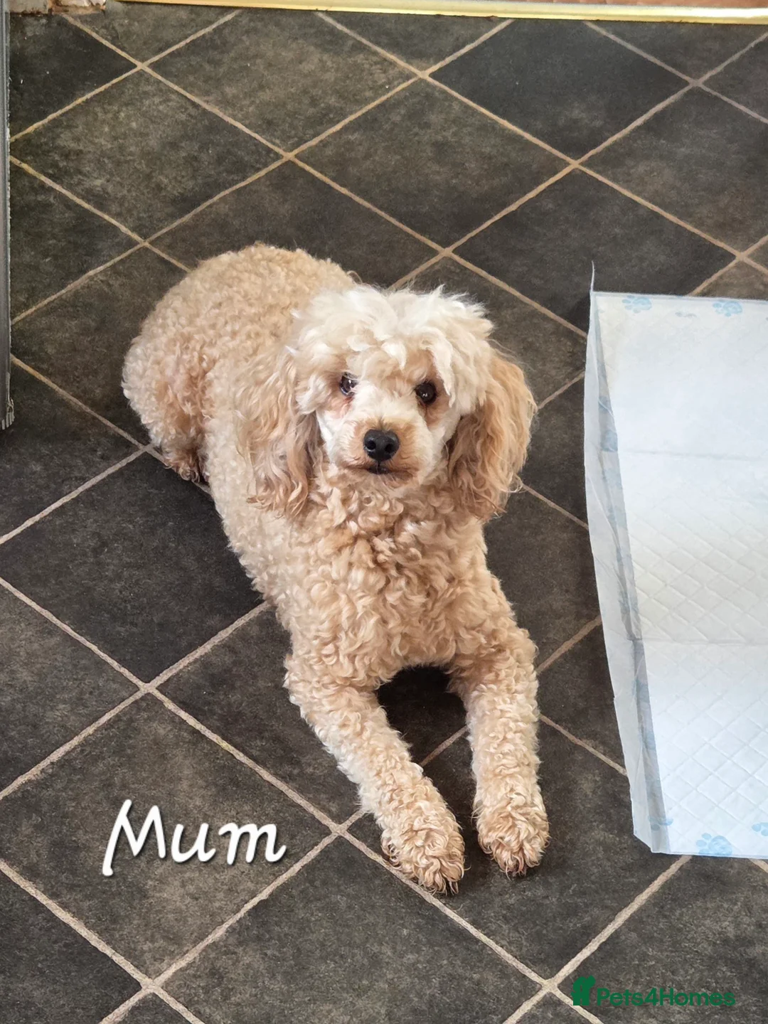 Toy Poodle dogs for sale: KC reg TINY Toy poodle puppies - Advert 5