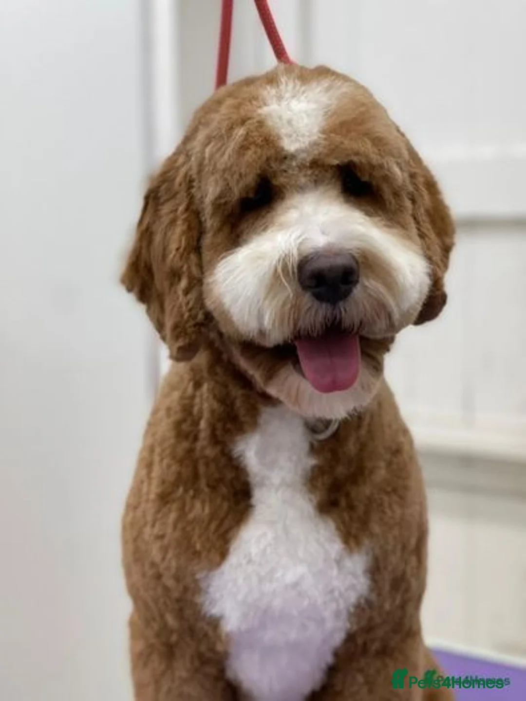 Double Doodle dogs for stud: Australian Double Doodle Stud in Swadlincote - Advert 6