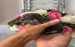 Chihuahua dogs for sale: Loving home needed🐶🐾🩷 - Image 5