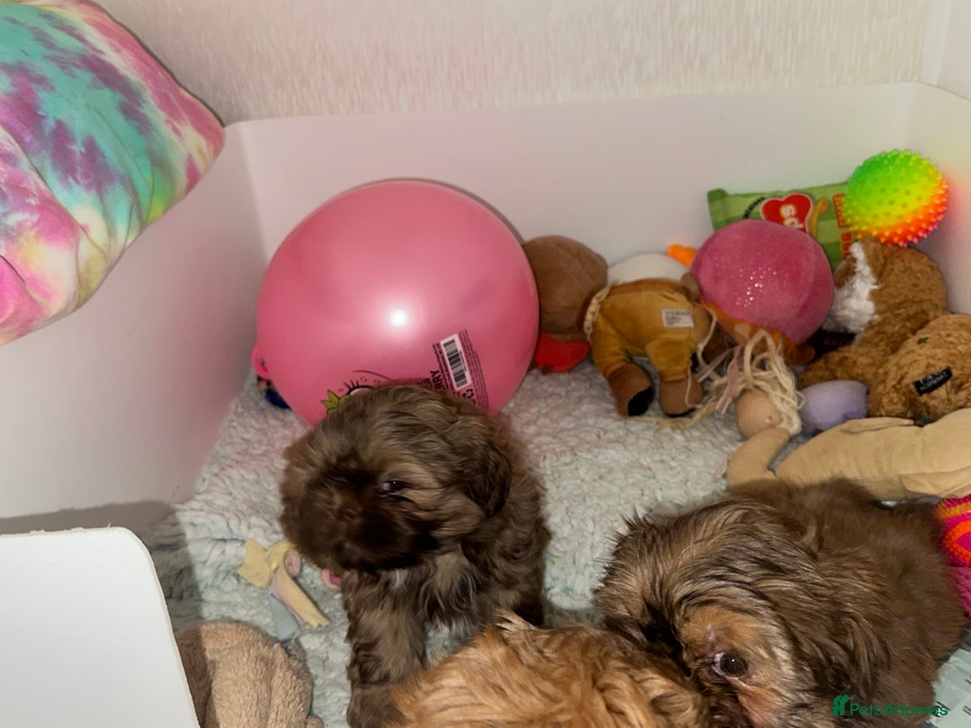 Shih Tzu dogs for sale: Stunning Karashishi Shih tzus - Image 11