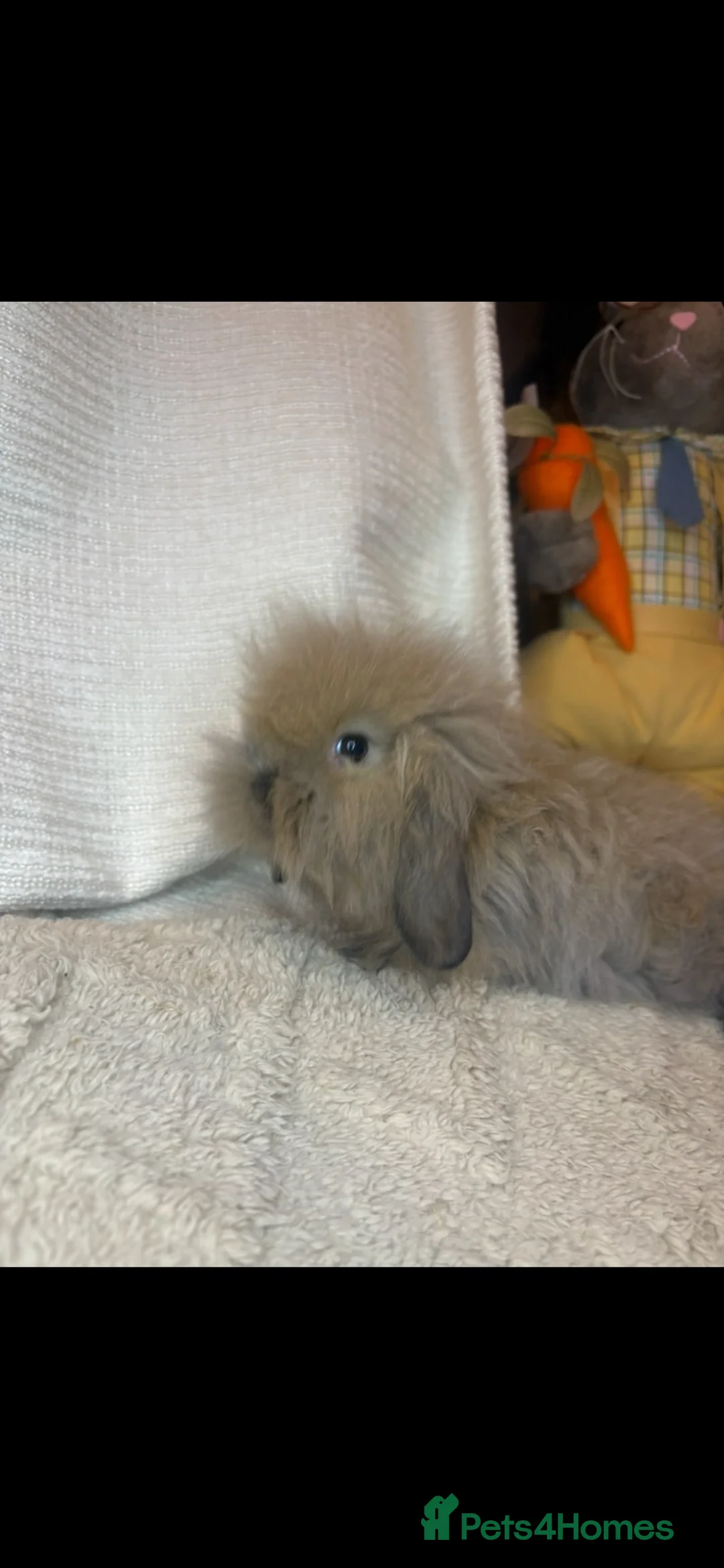 Mini Lion Lop rabbits for sale: Fluffy mini lion lop baby bunny rabbits  - Advert 1