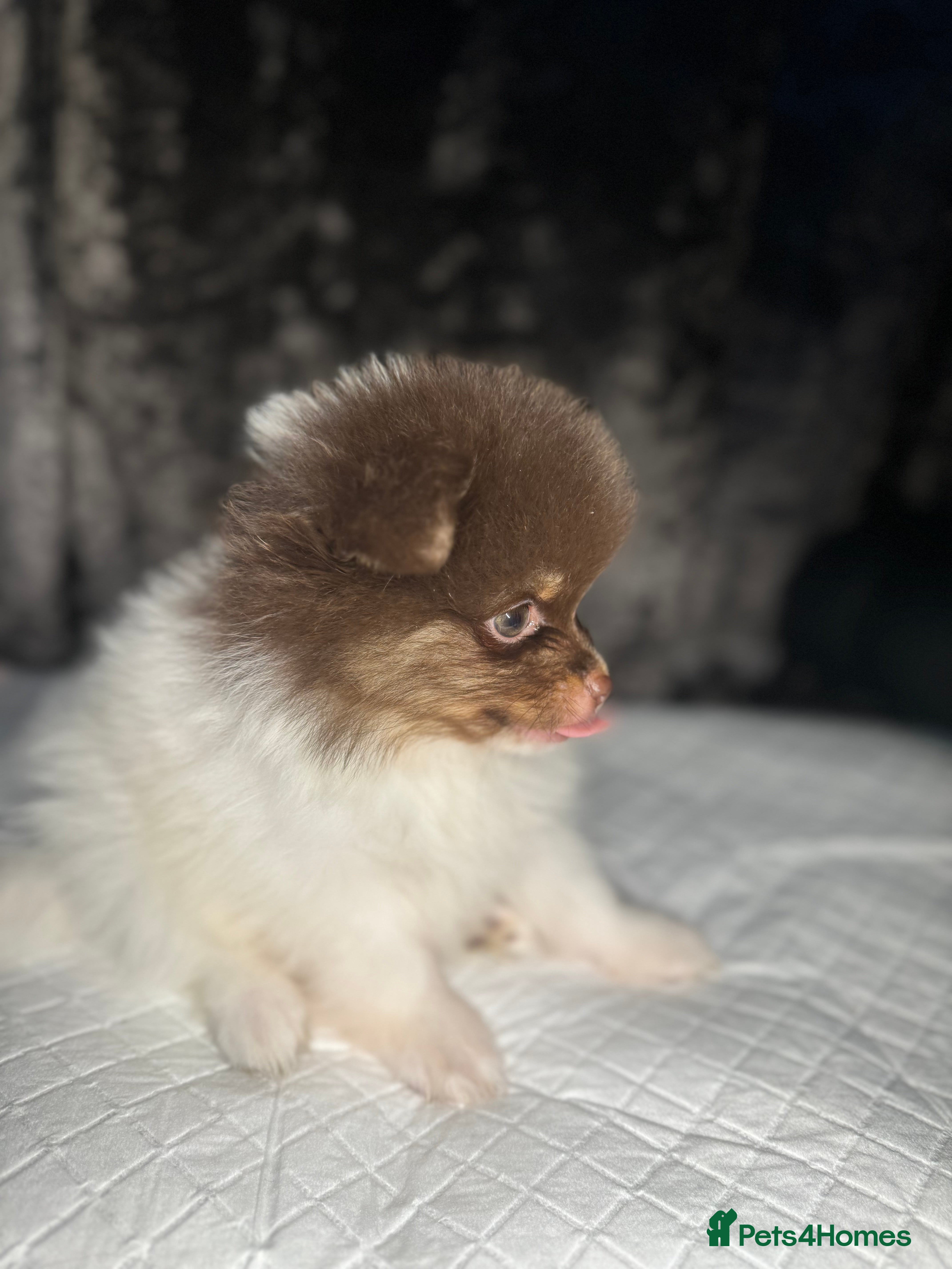 Pomeranian dogs Pomeranian for safe - Advert 14