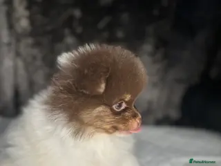 Pomeranian dogs Pomeranian for safe - Advert 14