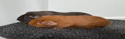 Guinea Pig rodents for sale: Guinea pigs  - Advert 7