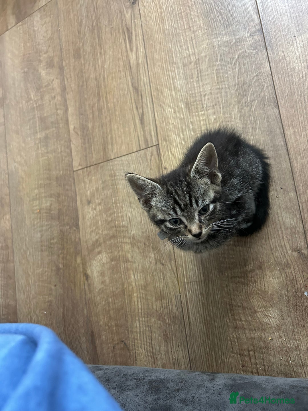 American Shorthair cats for sale: Absolutely stunning and loving Male Kitten   - Image 3
