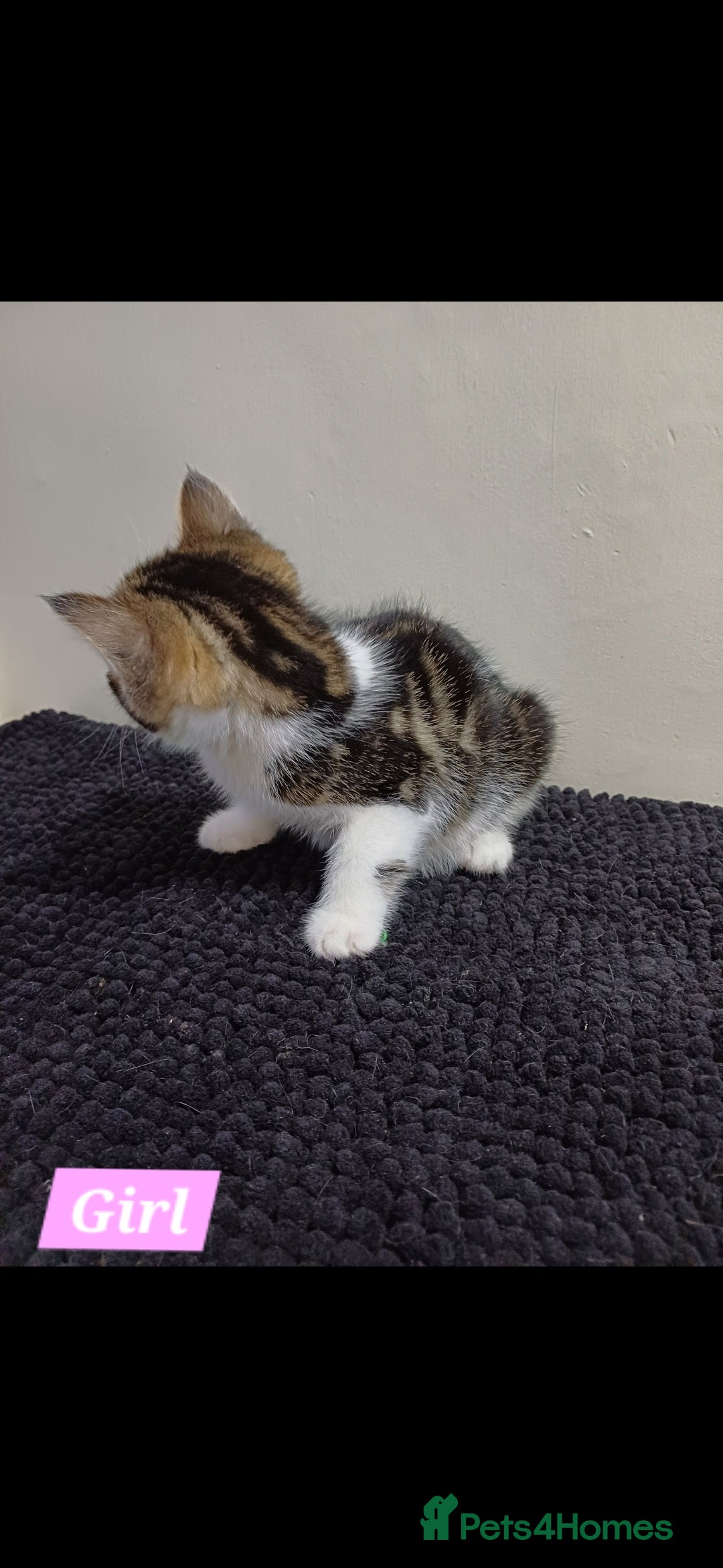 Mixed Breed cats for sale: Ready Tabby & White kitties - Advert 13
