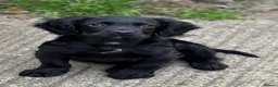 Cocker Spaniel dogs for sale: Cocker spaniel part trained for sale.  - Advert 3