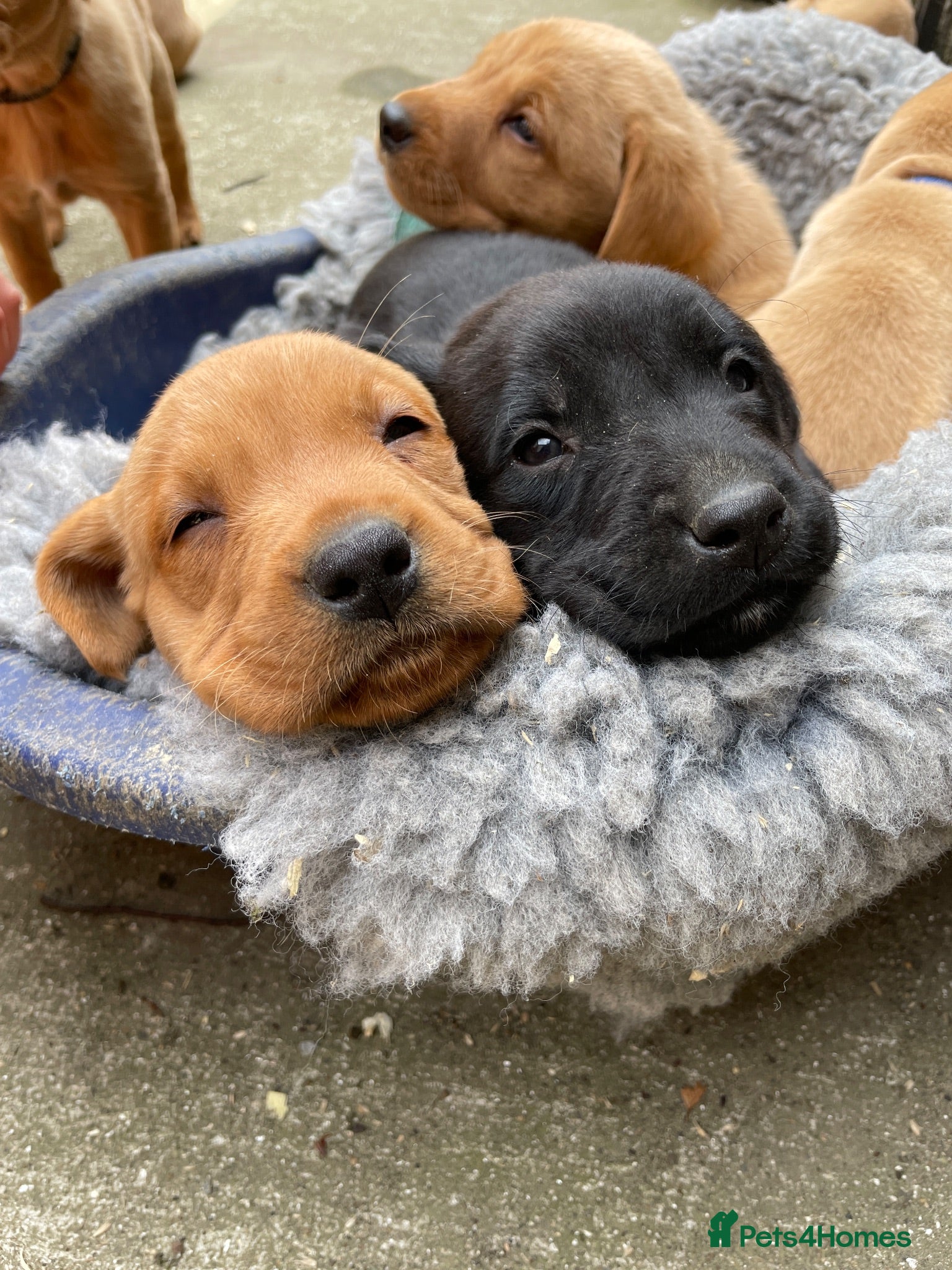 Labrador Retriever dogs Ready next weekend - fully health tested  - Advert 1
