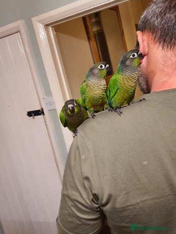 Conures birds - Advert 3