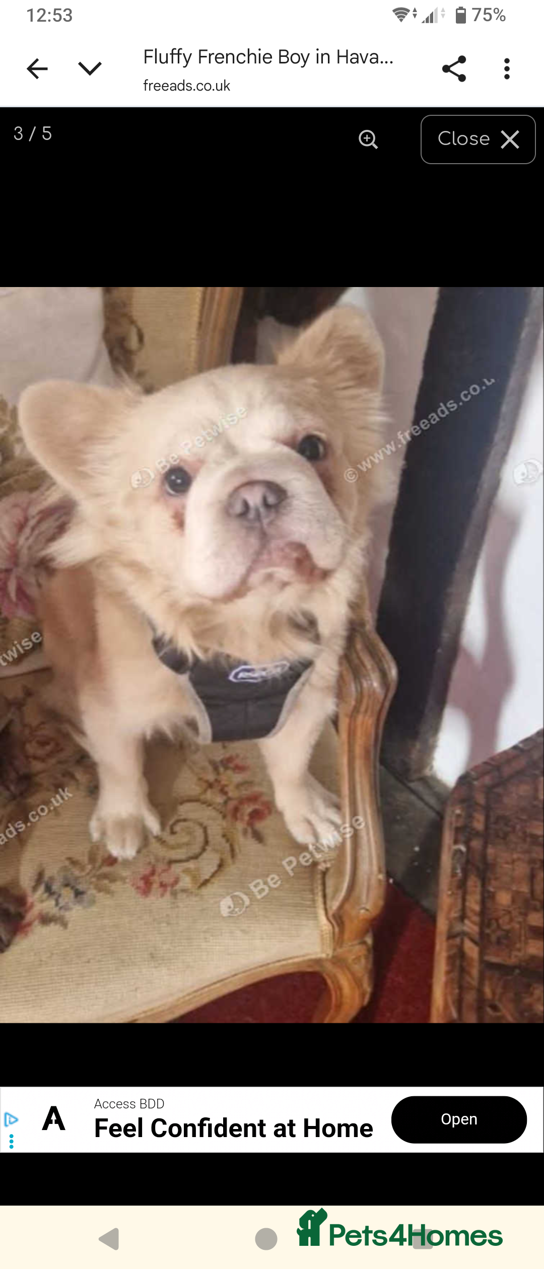 French Bulldog dogs for sale: Fluffy French Bulldog - Advert 8