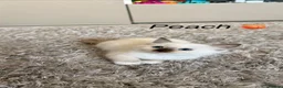 Siberian cats for sale: Beautiful Siberian Kittens – 3 Girls & 4 Boys 💙🩷 - Advert 3