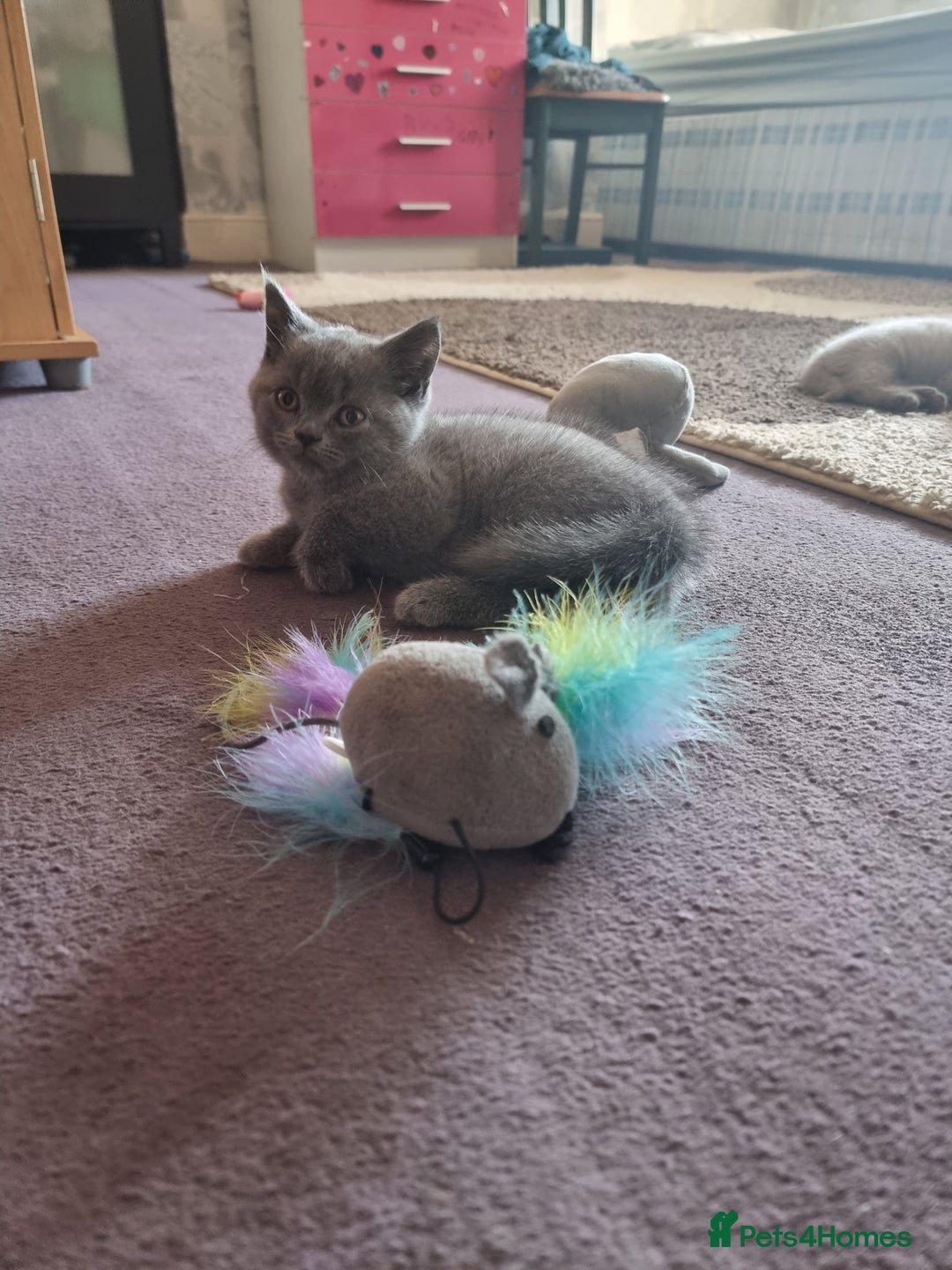 British Shorthair cats for sale: Lilac British short hair kittens for sale - Image 3