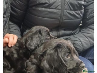 Sprocker dogs F1 SPROCKER SPANIELS ( 1 BOY LEFT ) - Advert 1