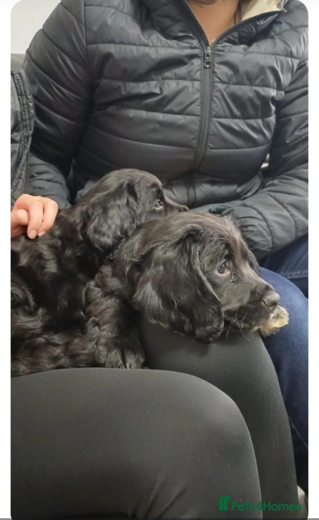 Sprocker dogs for sale: F1 SPROCKER SPANIELS ( 1 BOY LEFT )  - Advert 16