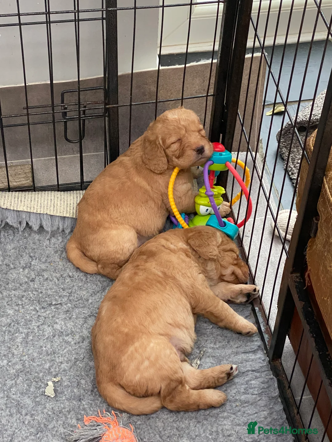Labradoodle dogs for sale: F1 Red Miniature Labradoodles  - Advert 23